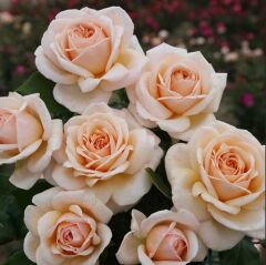 Tüplü Yediveren Hybrid Tea Apricot Fc Çok Goncalı Soğuklara Dayanıklı Masal Gülü Fidanı