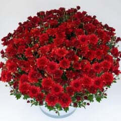 Özel Seri Branroyal Scarlet Kasımpatı Çiçeği Fidesi (1 adet)