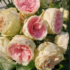 Tüplü Yediveren Hybrid Tea Pompon Çok Goncalı Soğuklara Dayanıklı Masal Gülü Fidanı