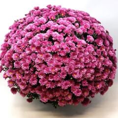 Özel Seri Branglobe Pink Pembe Kasımpatı Çiçeği Fidesi (1 adet)