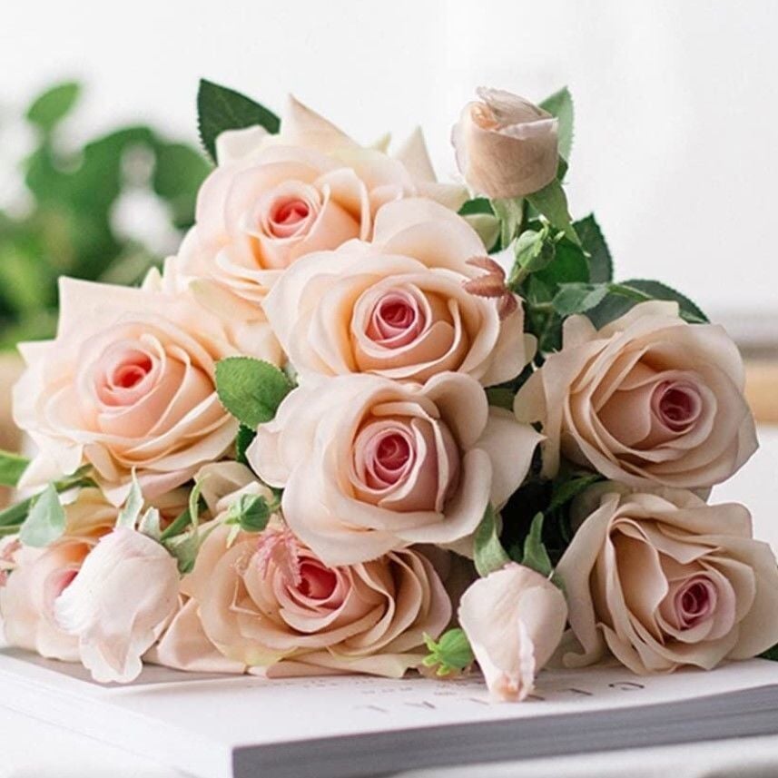 Tüplü Soğuklara Dayanıklı Yediveren Cream White Krem Beyazı Kokulu Gül Fidanı