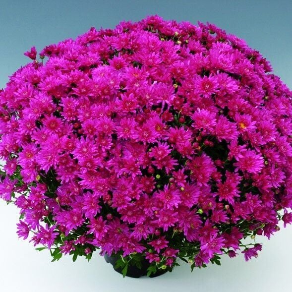 Özel Seri Branroyal Pink Pembe Kasımpatı Çiçeği Fidesi (1 adet)