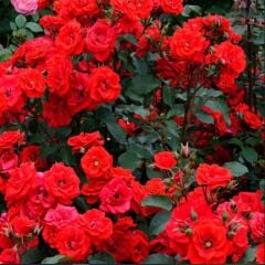 Tüplü Brillant Fc Kırmızı Yediveren Soğuklara Dayanıklı Multi Goncalı Masal Gülü Fidanı