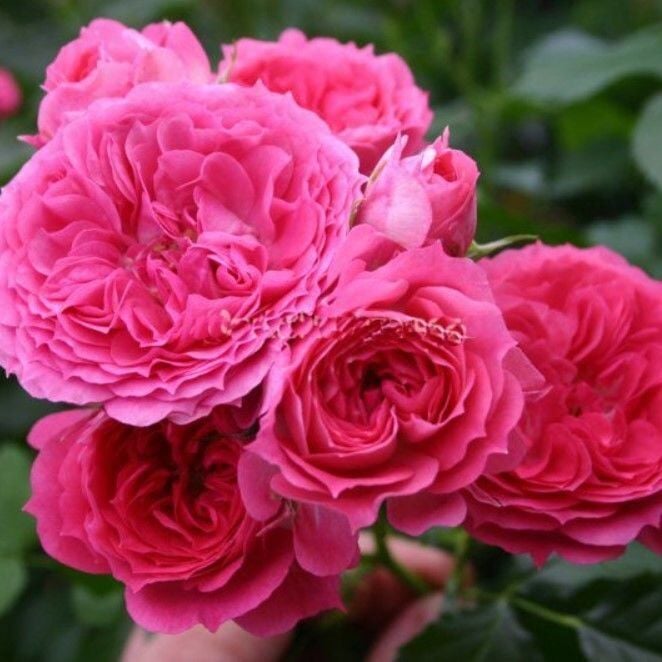 Tüplü Yediveren Soğuklara Dayanıklı Foxy Çok Goncalı Gül Fidanı