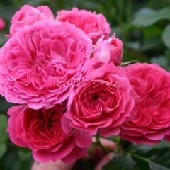 Tüplü Yediveren Soğuklara Dayanıklı Foxy Çok Goncalı Gül Fidanı