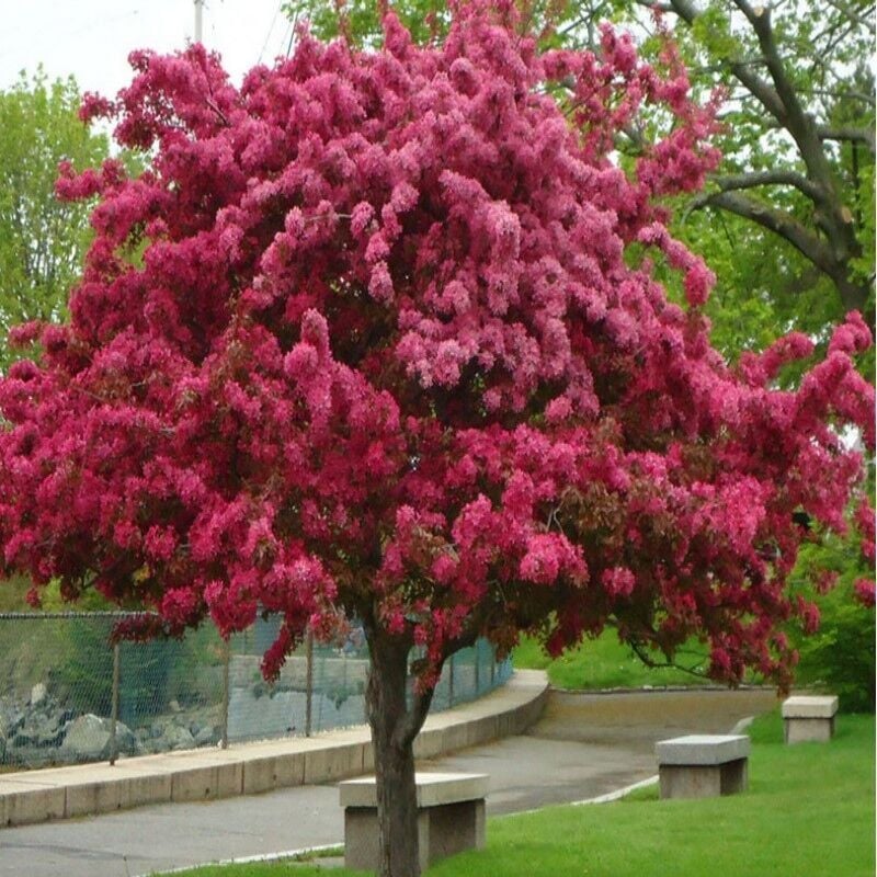 Malus Floribunda Prunifolia Süs Elması Tohumu (5 Tohum)