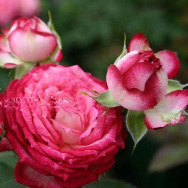 Tüplü Çok Goncalı Soğuklara Dayanıklı Yediveren Nicole FC Gül Fidanı