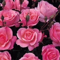 Tüplü Yediveren Çok Goncalı Soğuklara Dayanıklı Pink Fc Masal Gül Fidanı