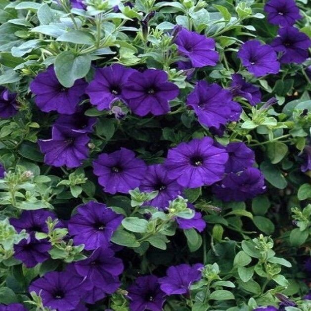 Ata Tohumları Geleneksel Eflatun Alderman Violet Bodur Petunya Çiçeği Tohumu (100 Tohum)