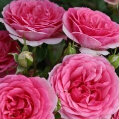 Tüplü Yediveren Çok Goncalı Soğuklara Dayanıklı Royal Gül Fidanı