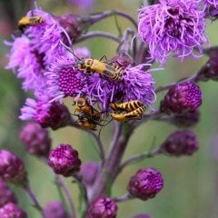 Özel Nadir Paskalya Şapkası Liatris Çiçeği Tohumu (10 tohum)