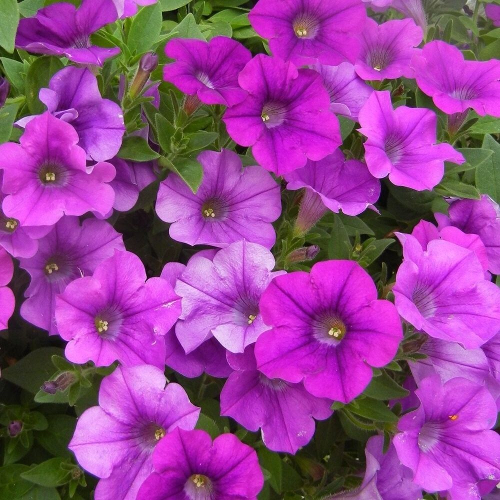 Ata Tohumları Geleneksel Mor Saksılık Purple Petunya Çiçeği Tohumu(100 Tohum)