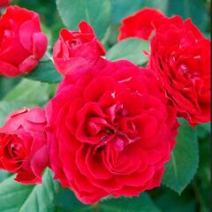 Tüplü Ruby Yediveren Çok Gocalı Masal Gülü Fidanı Gül Çemberi