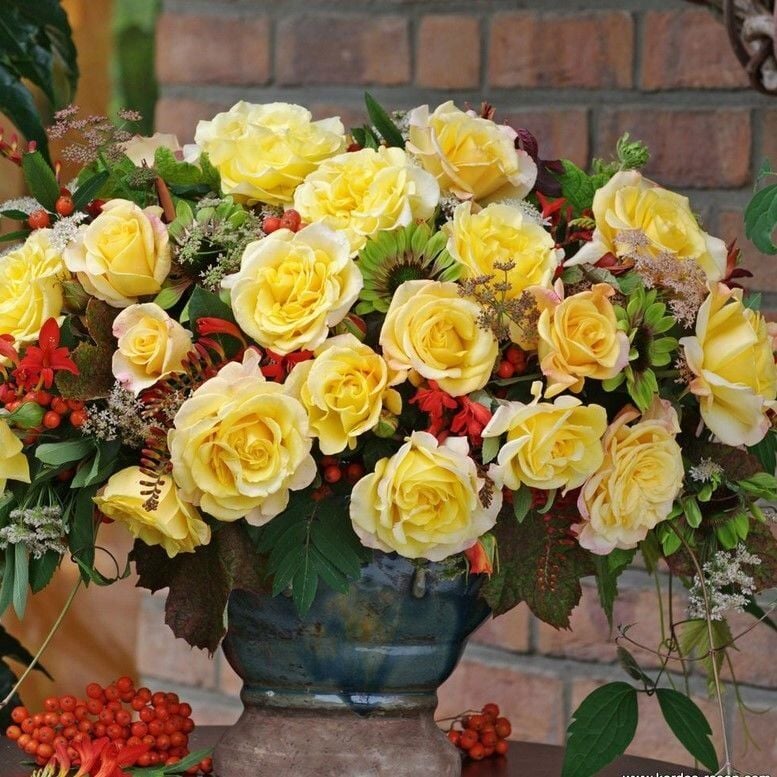 Tüplü Sunny Fc Yediveren Çok Gocalı Masal Gülü Fidanı