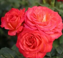 Tüplü Vulcano Yediveren Çok Gocalı Masal Gülü Fidanı