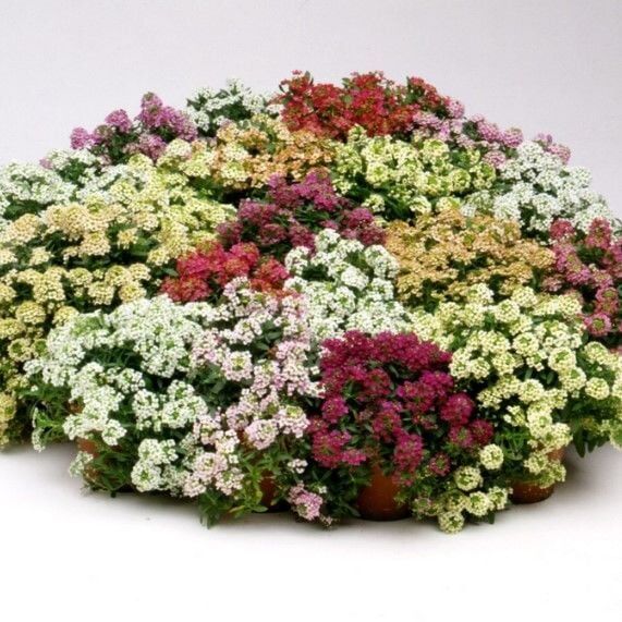 Geleneksel Ata Tohumları Mixed Alisyum Çiçeği Tohumu(50 Tohum)