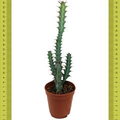 Boyalı Euphorbia Greenwayi Kaktüs (5 Cm Saksıda)