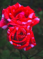 Tüplü Soğuklara Dayanıklı Yediveren Kokulu Sultana Gül Fidanı