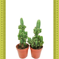 Katmanlı Cereus Peruvianus Florida Kaktüs (Saksıda)