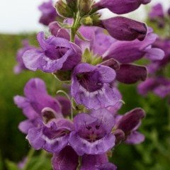 Lila Renkli İri Çiçekli Penstemon Çiçeği Tohumu (50 tohum)