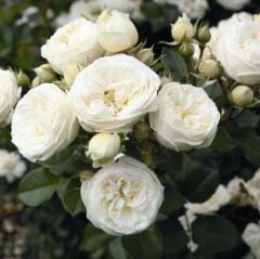 Tüplü Soğuklara Dayanıklı Mina Yediveren Gül Fidanı