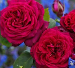 Tüplü Soğuklara Dayanıklı İri Goncalı Katmerli Carmine Yediveren Gül Fidanı