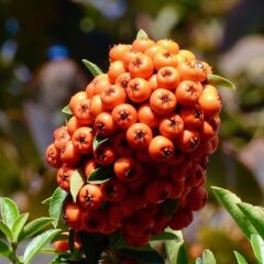 Geleneksel Ata Tohumları Nadir Pembe Alıç Tohumu (5 Tohum)