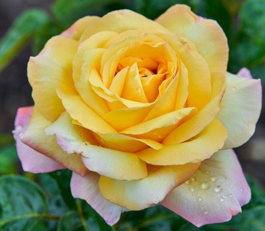 Tüplü Yediveren Kokulu Soğuklara Dayanıklı Amazon Yediveren Gül Fidanı