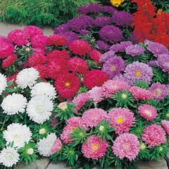 Pastel Renkler Karışık Pompon Aster Çiçeği Tohumu(50 Tohum)