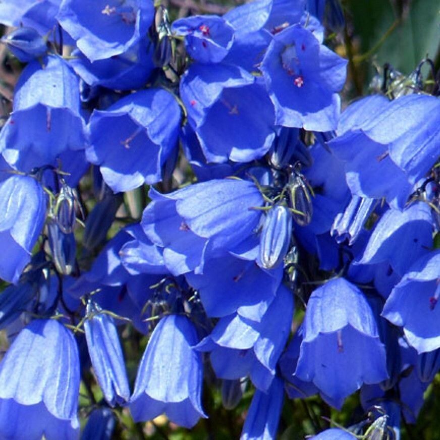 Geleneksel Ata Tohumları Blue King Mavi Çan Çiçeği Tohumu(100 Tohum)