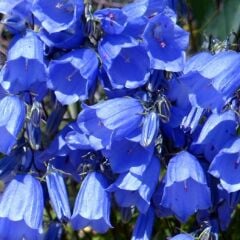 Geleneksel Ata Tohumları Blue King Mavi Çan Çiçeği Tohumu(100 Tohum)