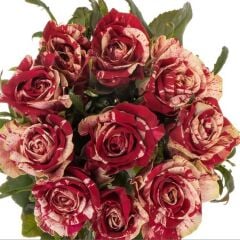 Tüplü Yediveren Çift Renkli Bordo Harlequin Yediveren Soğuklara Dayanıklı Gül Fidanı