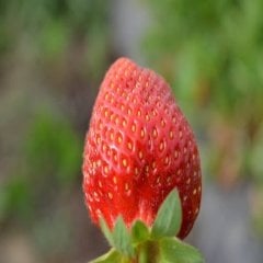 Lezzetli Yediveren Çilek Tohumu (190 Adet)