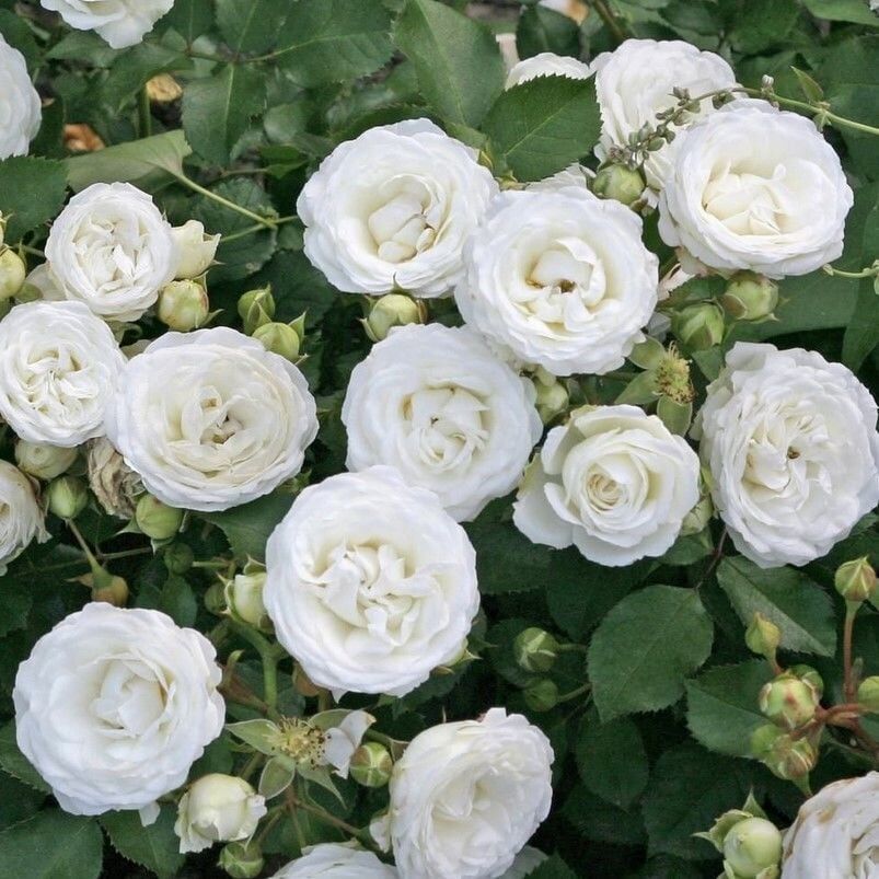 Tüplü Yer Örütücü Soğuklara Dayanıklı Schneeküsschen Mannheim Yediveren Gül Fidanı