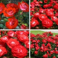 Tüplü Yer Örtücü Soğuklara Dayanıklı Planten Un Blomen Kırmızı Beyaz Yediveren Gül Fidanı