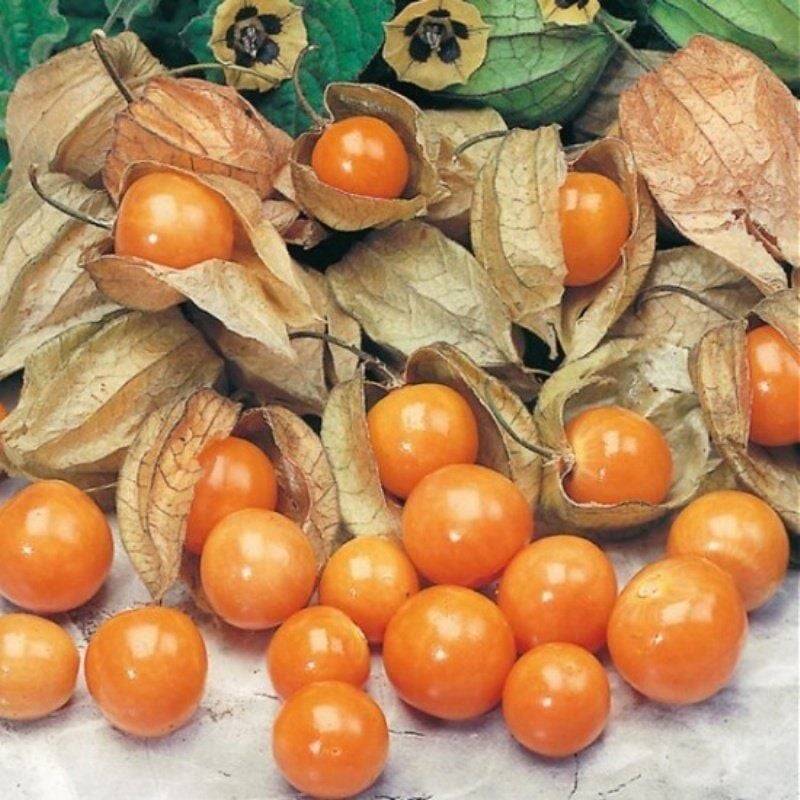 Aroması Yüksek Doğal Yer Kirazı Altın Çileği Tohumu (10Tohum)