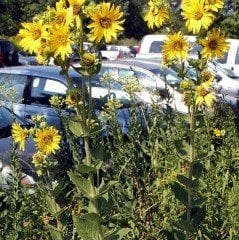 Nadir Silphium Integrifolium Çiçeği Tohumu (20 tohum)