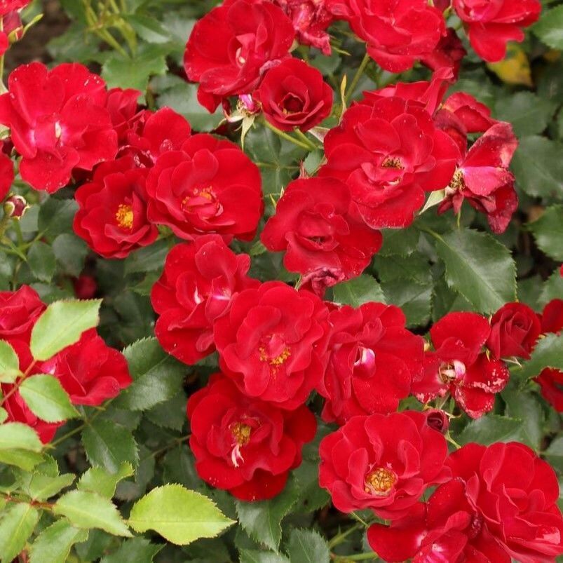 Menekşe Tipli Tüplü Yediveren Çok Goncalı Soğuklara Dayanıklı Marondo Gül Fidanı Yer Örtücü