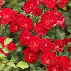 Menekşe Tipli Tüplü Yediveren Çok Goncalı Soğuklara Dayanıklı Marondo Gül Fidanı Yer Örtücü