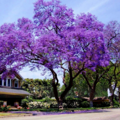 Tomentasa Paulownia Kiri Ağacı Tohumu (100.000 Tohum)