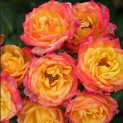 Tüplü Yediveren Çok Goncalı Soğuklara Dayanıklı Littel Sunset Gül Fidanı