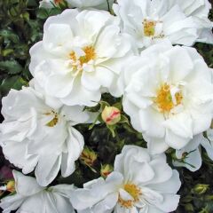 Tüplü Soğuklara Dayanıklı Çok Goncalı Diamant Yediveren Gül Fidanı