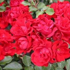 Tüplü Soğuklara Dayanıklı Çok Goncalı Andalusienn Yediveren Gül Fidanı