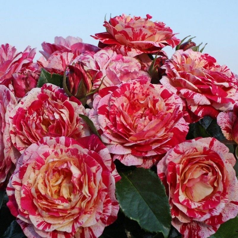 Tüplü Soğuklara Dayanıklı Abracadabra Çok Goncalı Yediveren Gül Fidanı