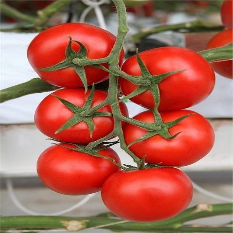 F1 Salkım Merkür Domates Tohumu-(10 tohum)