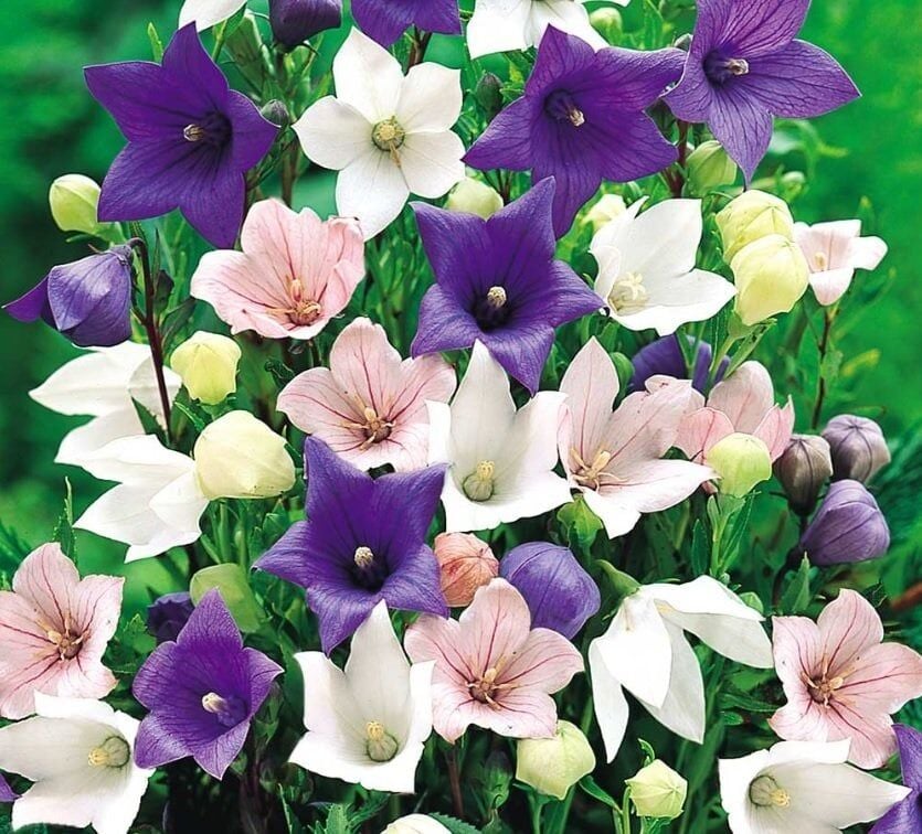 Dona Dayanıklı Platycodon İri Mixed Çiçekli Balon Çiçeği Tohumu(100 Tohum)
