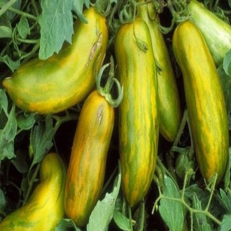 Yeni Çeşit Sausage Domates Tohumu-(20 tohum)