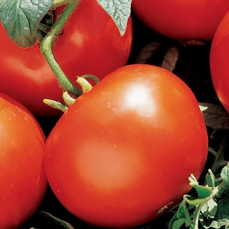 Salkım Manitabo Domates Tohumu-(20 tohum)