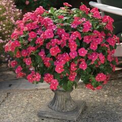 Vinca Rosea Deep Rose Rozet Çiçeği Tohumu (20 Tohum)