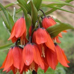 Turuncu Renkli Aurora Fritillaria Imperialis Ters Lale Soğanı (1 Adet)